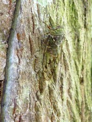 Fidicina