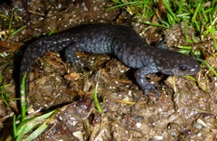 Ambystoma 'unisexual complex'