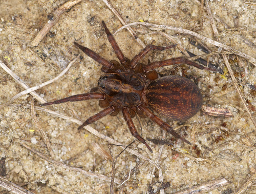 Ground wolf spider