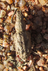 Microcerinae