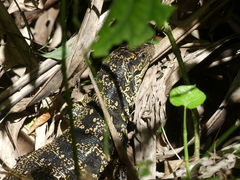 Tupinambis teguixin