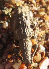 Microcerinae