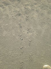 Malaclemys terrapin centrata