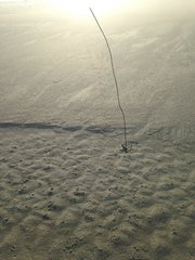 Malaclemys terrapin centrata