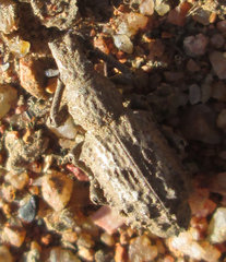 Microcerinae