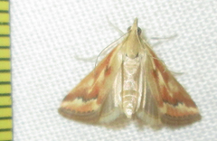 Achyra coelatalis