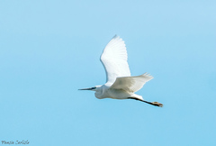 Egretta garzetta