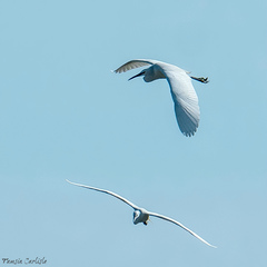 Egretta garzetta