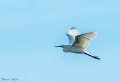 Egretta garzetta