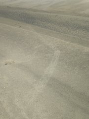 Malaclemys terrapin centrata