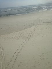 Malaclemys terrapin centrata