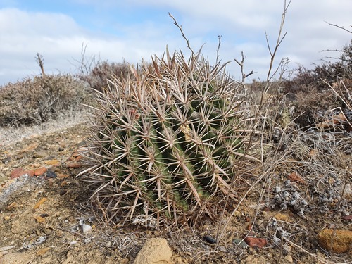 Ferocactus fordii