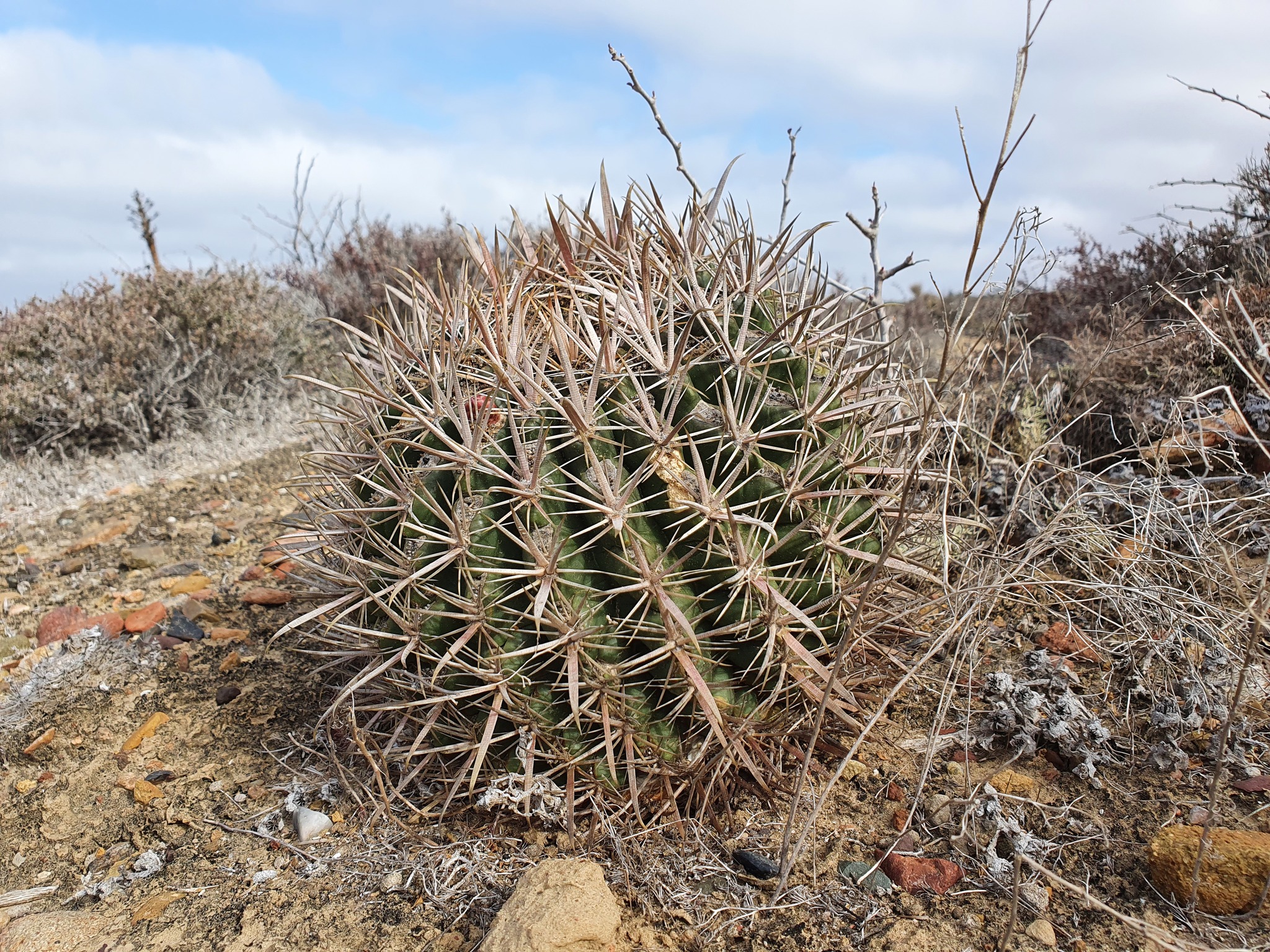 Ferocactus fordii