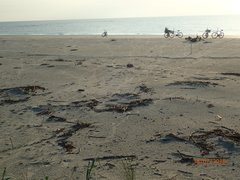 Caretta caretta