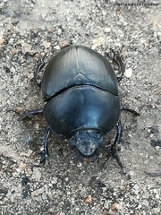 Sericotrupes niger