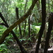 Cyathea capensis - Photo (c) Joey H, algunos derechos reservados (CC BY-NC), uploaded by Joey H