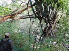 Stenocereus montanus