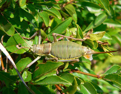 Ephippiger ephippiger