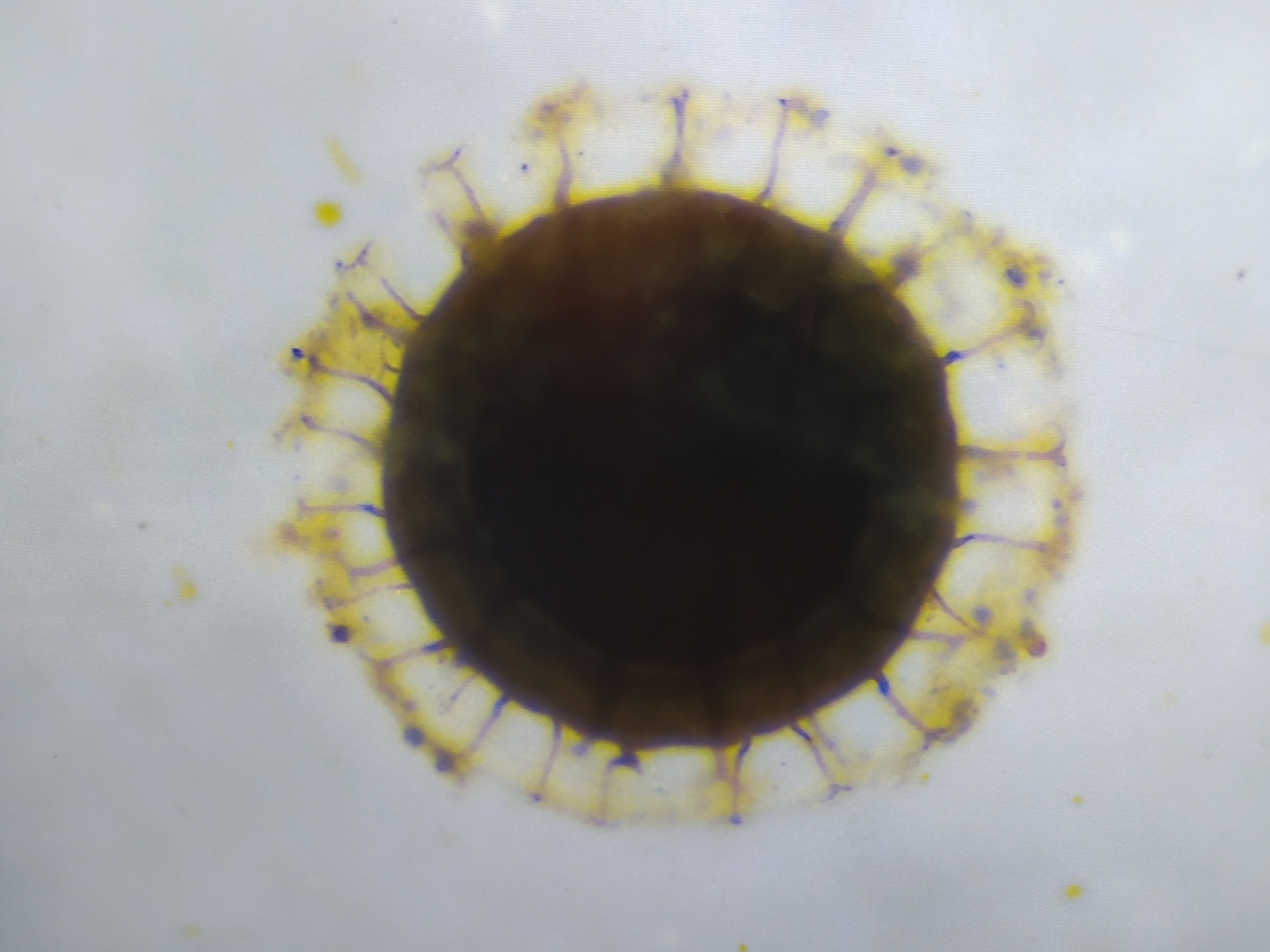 Cristatella mucedo Cuvier, 1798