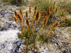 Aciphylla hectori