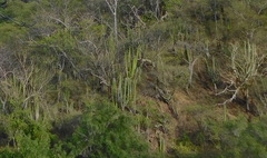 Stenocereus montanus