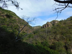 Stenocereus montanus