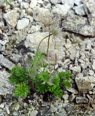 Pulsatilla ajanensis