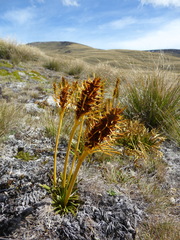 Aciphylla hectori