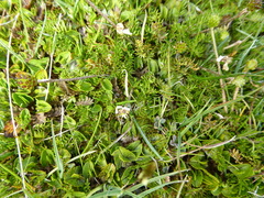 Ranunculus gracilipes