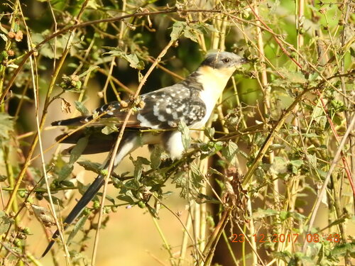 Great Spotted Cuckoo