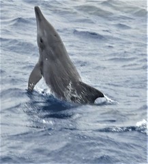 Steno bredanensis