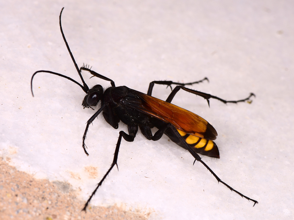 Ctenagenia vespiformis