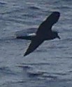 Hydrobates leucorhous