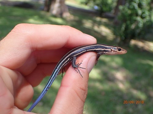 Broad-headed Skink