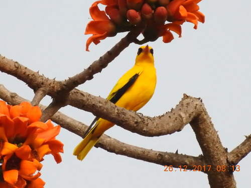 African Golden Oriole