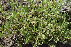 Hermannia parviflora