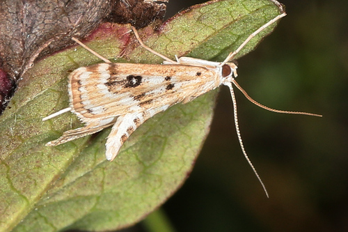 Parapoynx stratiotata