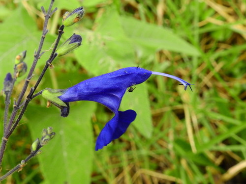 Image of Salvia sagittata by (c) Esteban Poveda, some rights reserved (CC BY)