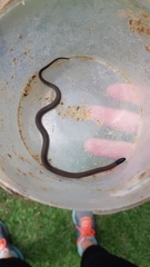 Aparallactus capensis