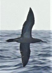 Sula leucogaster leucogaster