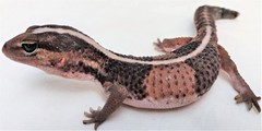 Hemitheconyx caudicinctus