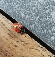 Coccinella septempunctata