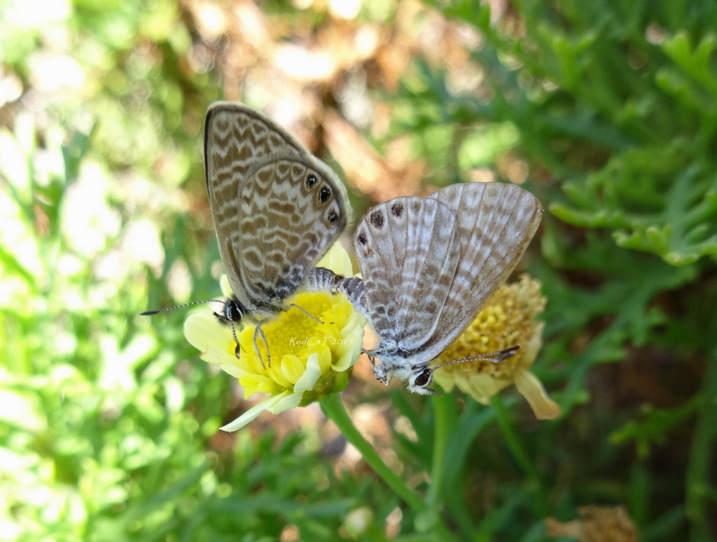 Leptotes trigemmatus