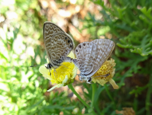 Licena del tamarugo