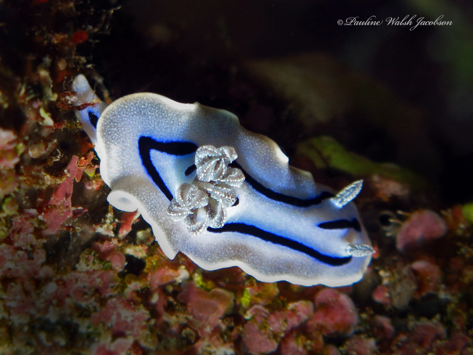 Striped White Sea Slug