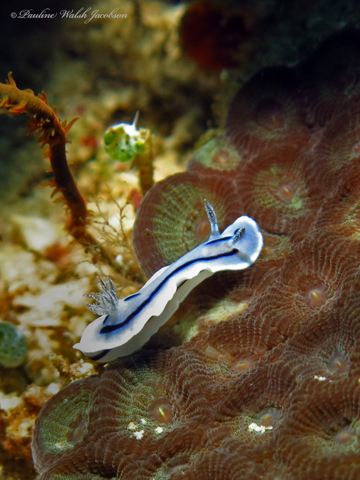 Striped White Sea Slug