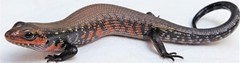 African Fire Skink photo 4