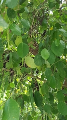 Ficus dendrocida