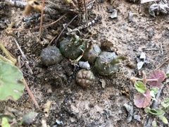 Euphorbia globosa