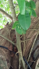 Ficus dendrocida